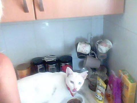 Cat.jpg