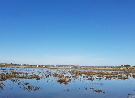 We saw lots of flamingos in the distance