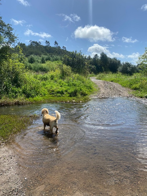 The river are flowing nicely