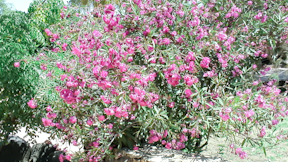 DSC00465.jpg