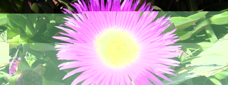 Flower 800 x 300.jpg