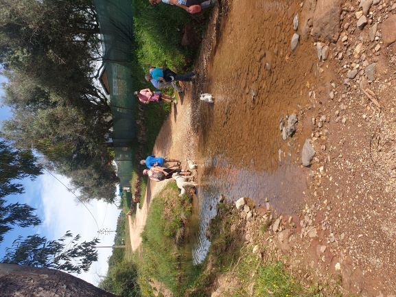 Great for the dogs to cool off today.