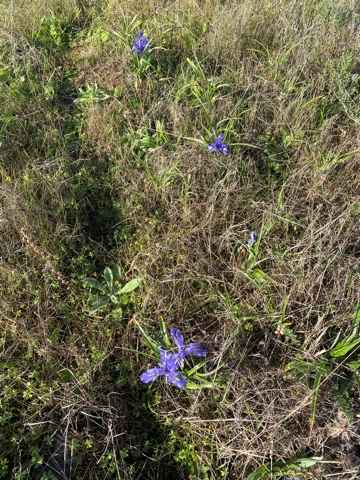 The Iris were in abundance and seem to be out early this year.