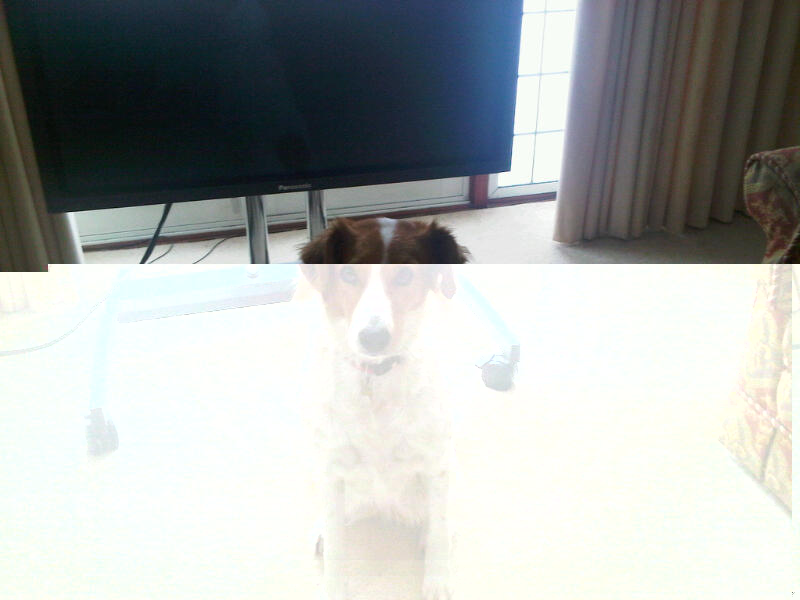 Daisy01.jpg
