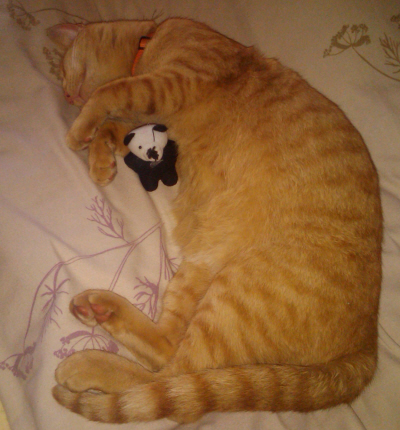 GingerCat.jpg