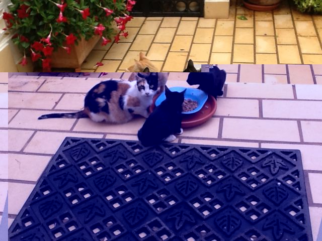 kittens.jpg